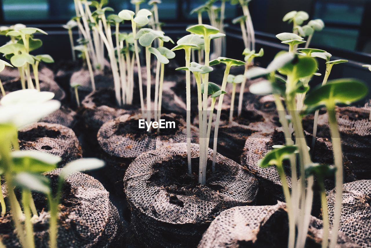 Close-up of plants