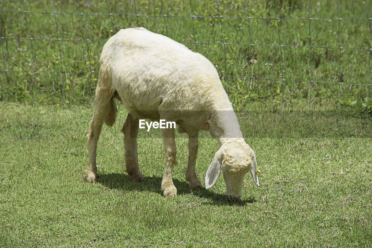 SHEEP GRAZING IN FARM
