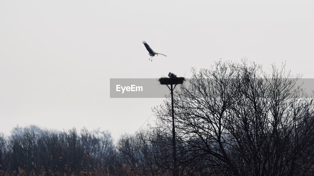 Bird flying over forest