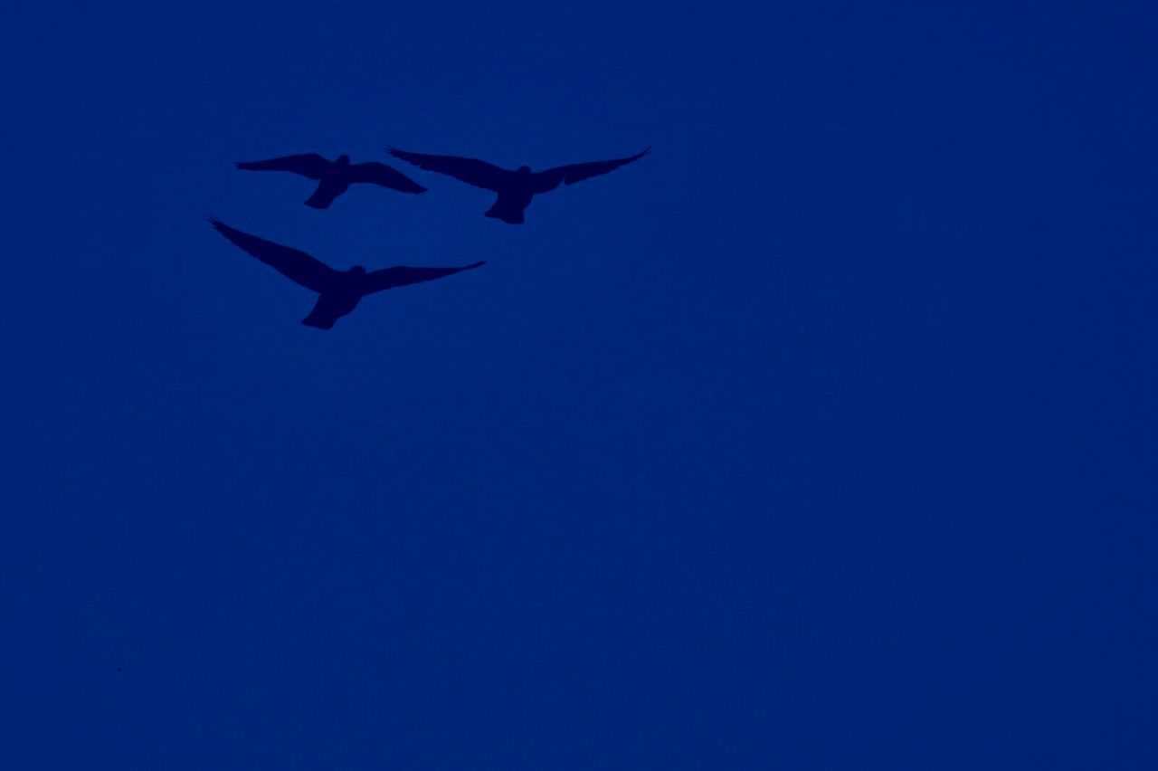 LOW ANGLE VIEW OF SILHOUETTE BIRDS FLYING IN CLEAR BLUE SKY