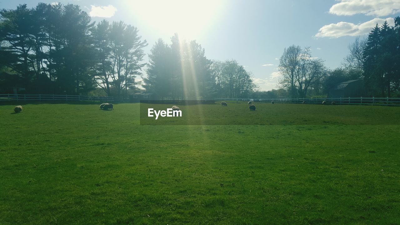 TREES ON GRASSY FIELD