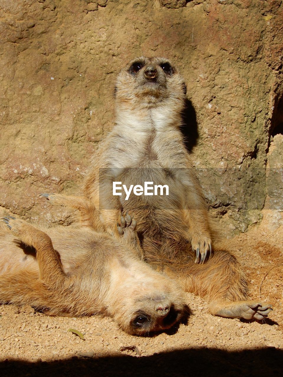 View of meerkat sitting against rock at fuengirola zoo, andalusia, spain.