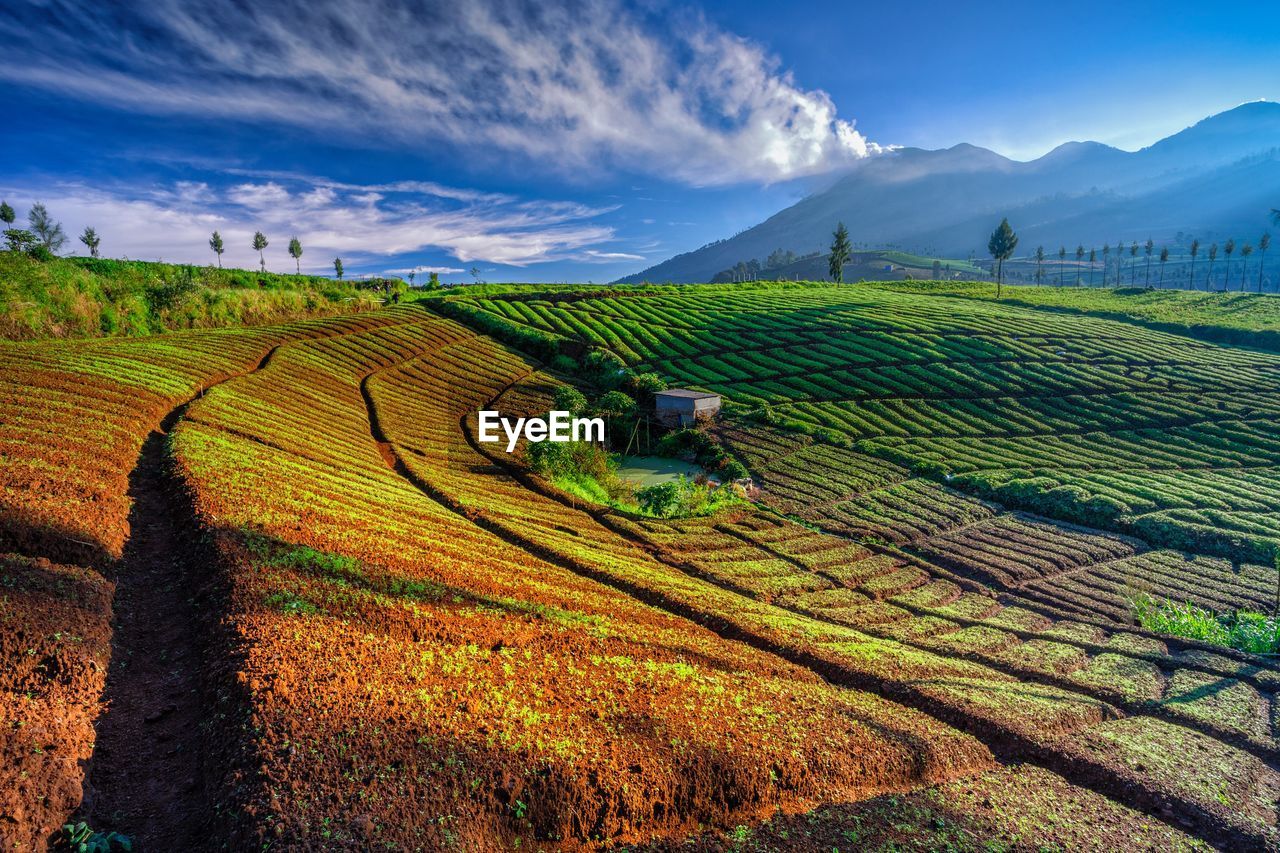 Scenic view of agricultural field against sky