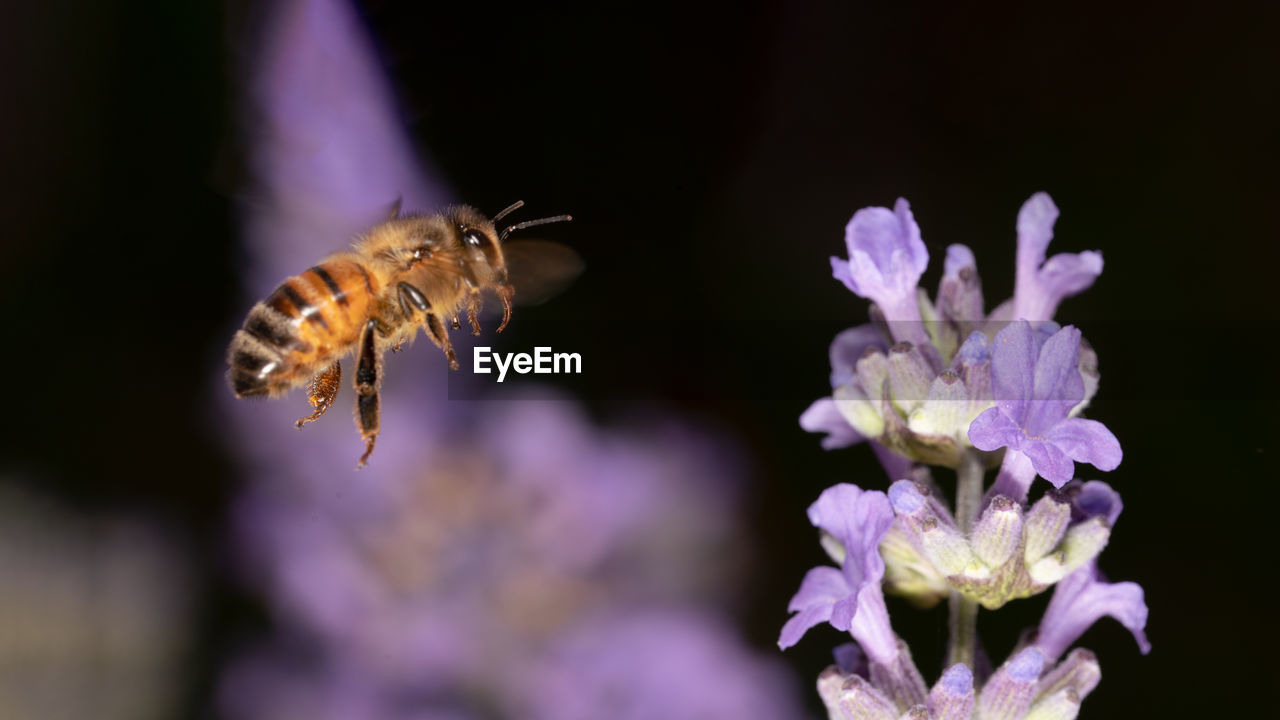 CLOSE-UP OF BUTTERFLY POLLINATING ON FLOWER