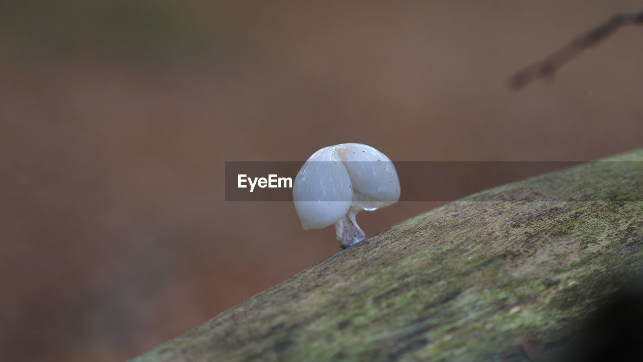 Close-up of mushroom growing on tree