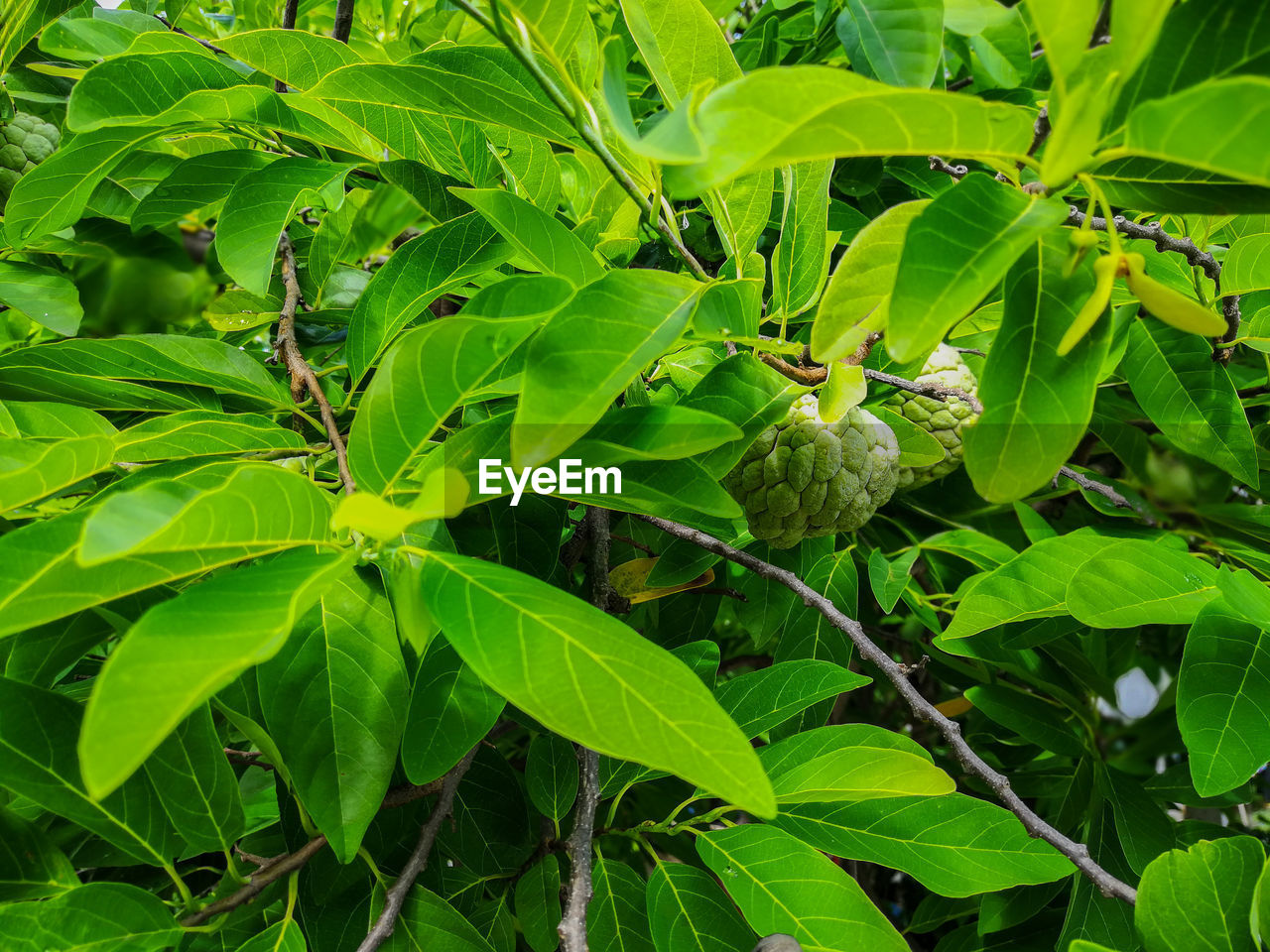 CLOSE-UP OF FRESH GREEN PLANT WITH LEAVES