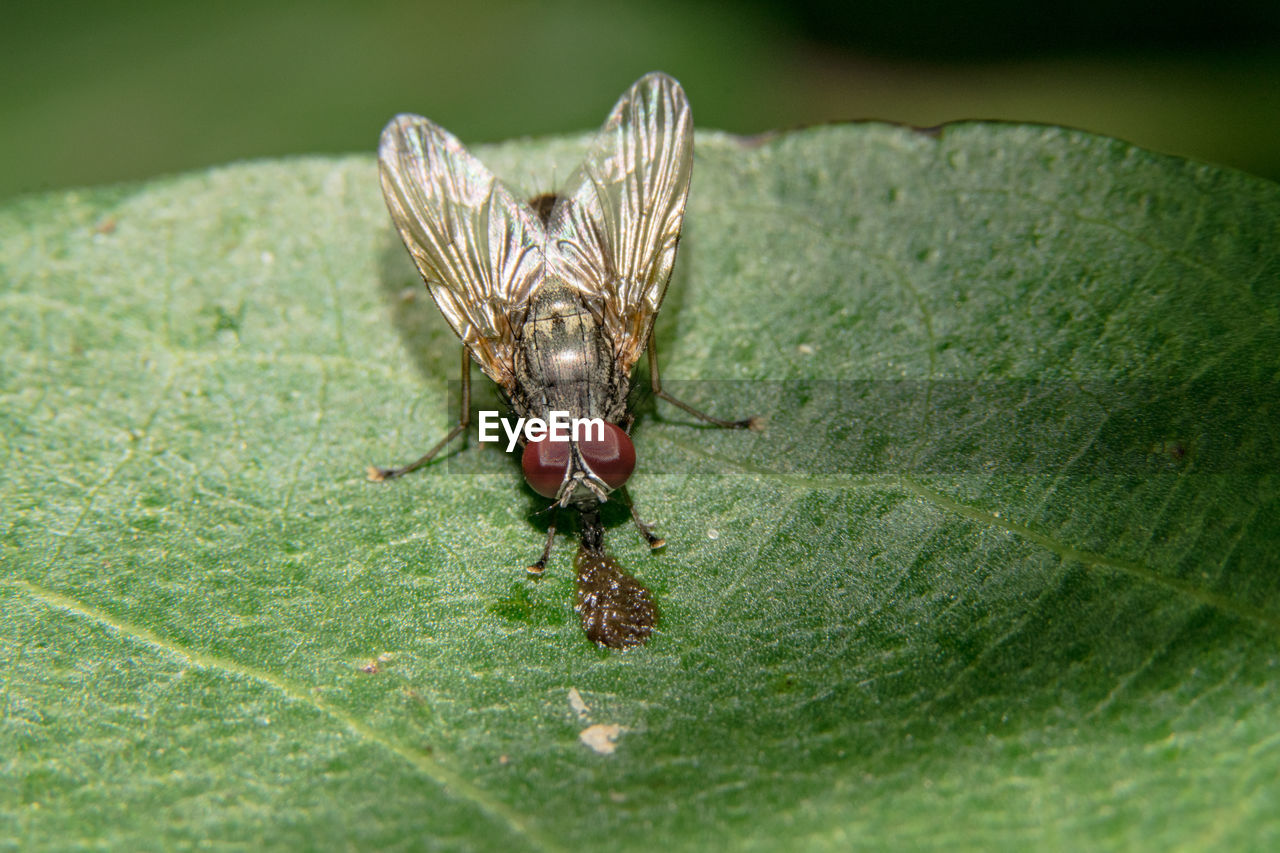 Macro shot of housefly on green leaf