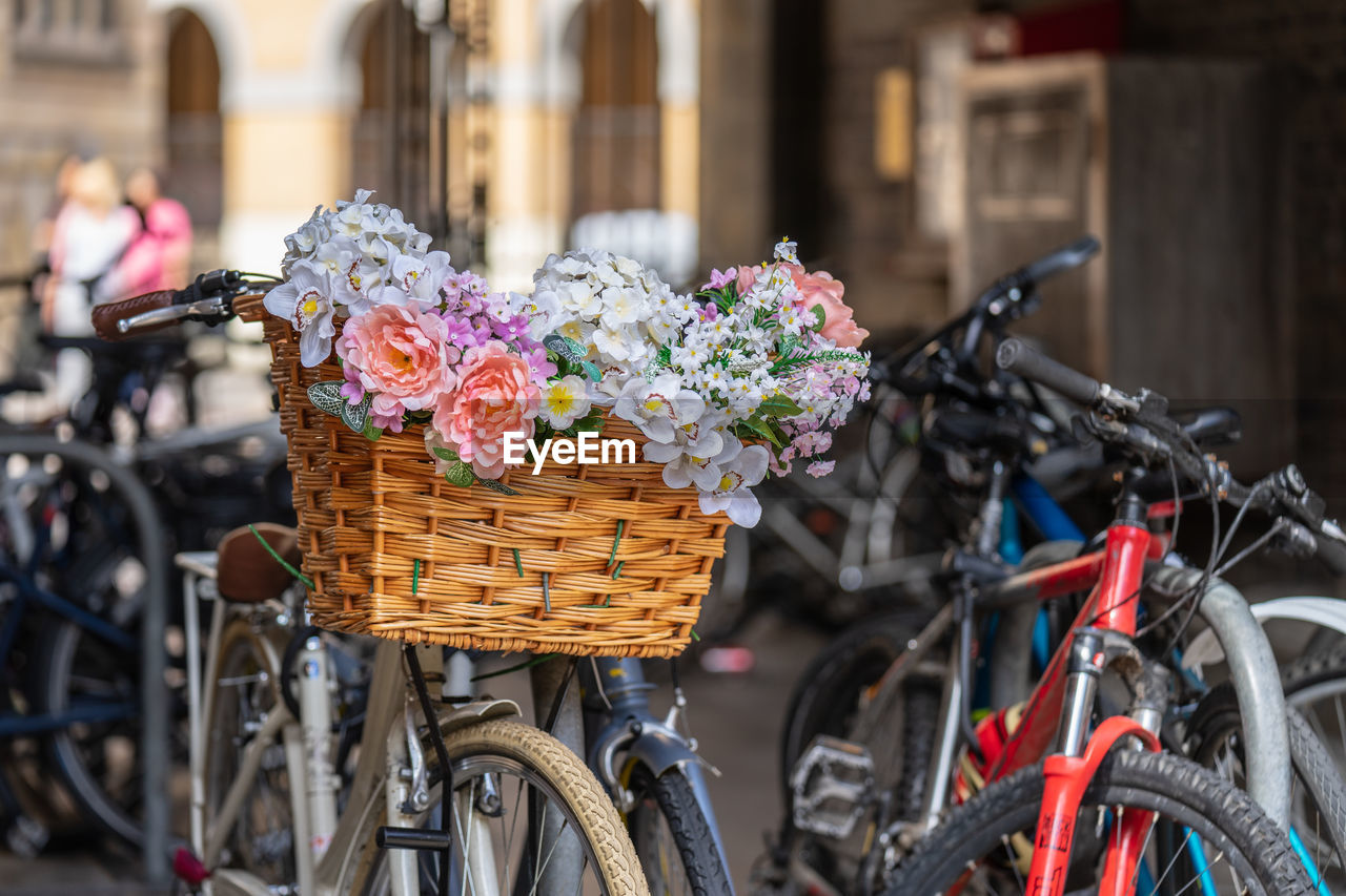 CLOSE-UP OF PINK FLOWERING PLANTS IN BASKET ON RED BICYCLE
