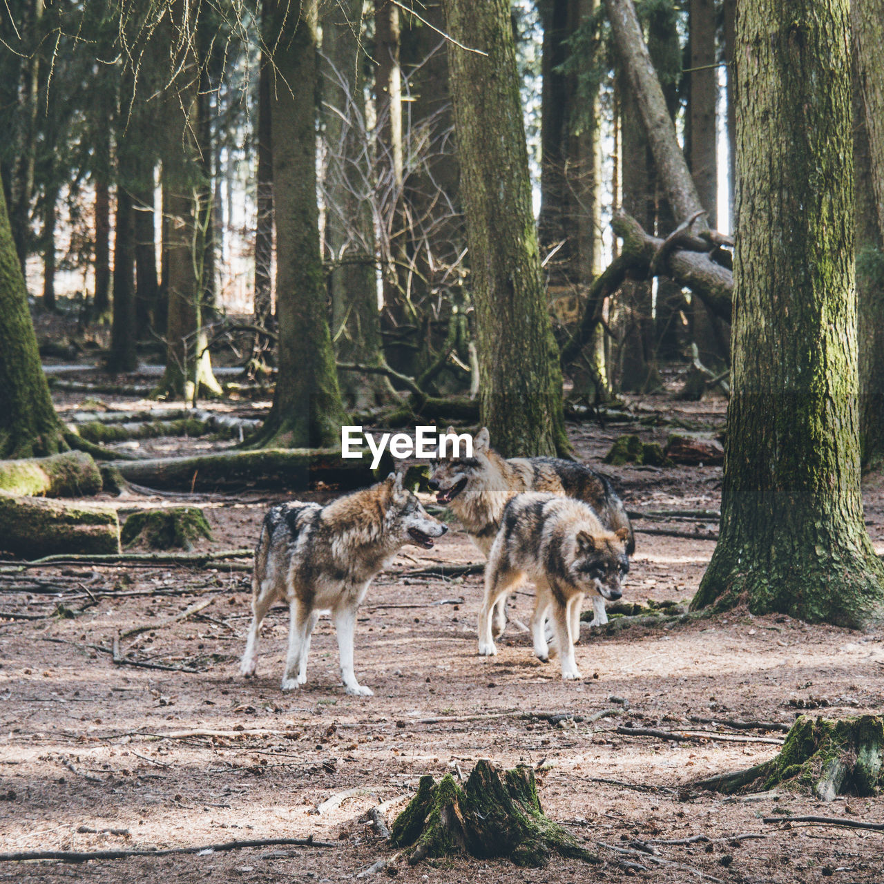 Wolf by trees in forest
