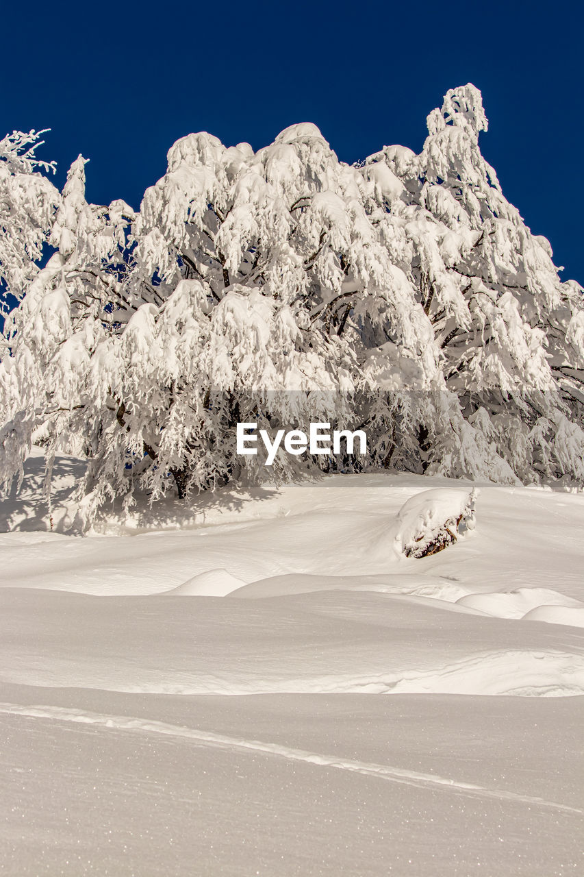 Trees covered in snow