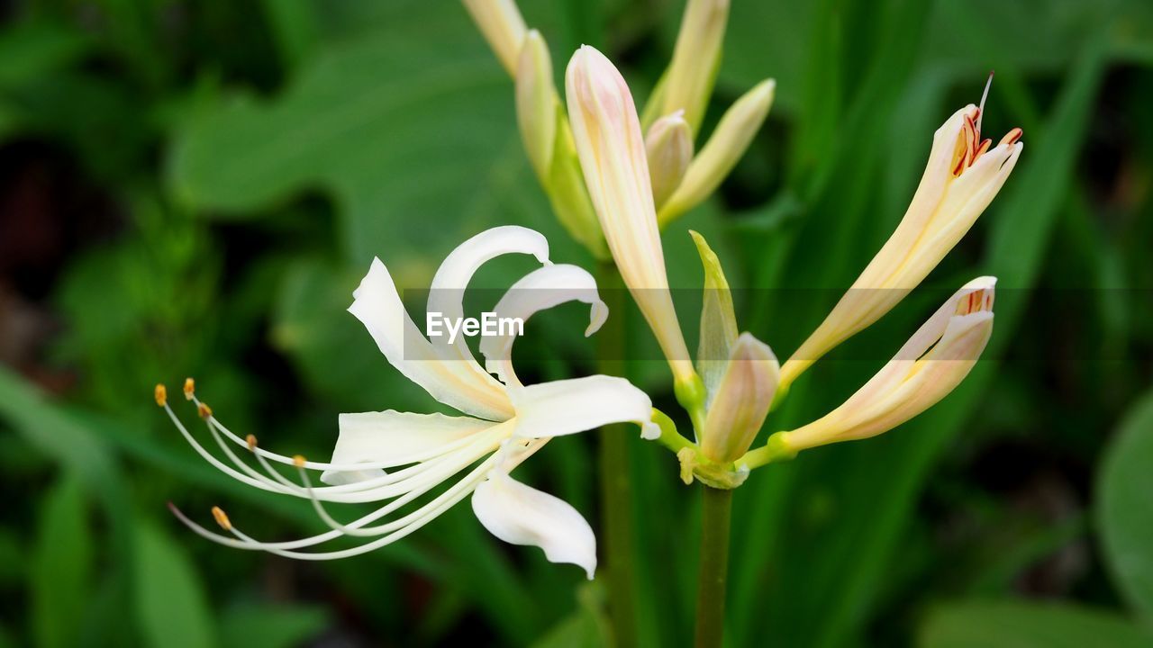 Close-up of white flowering plant