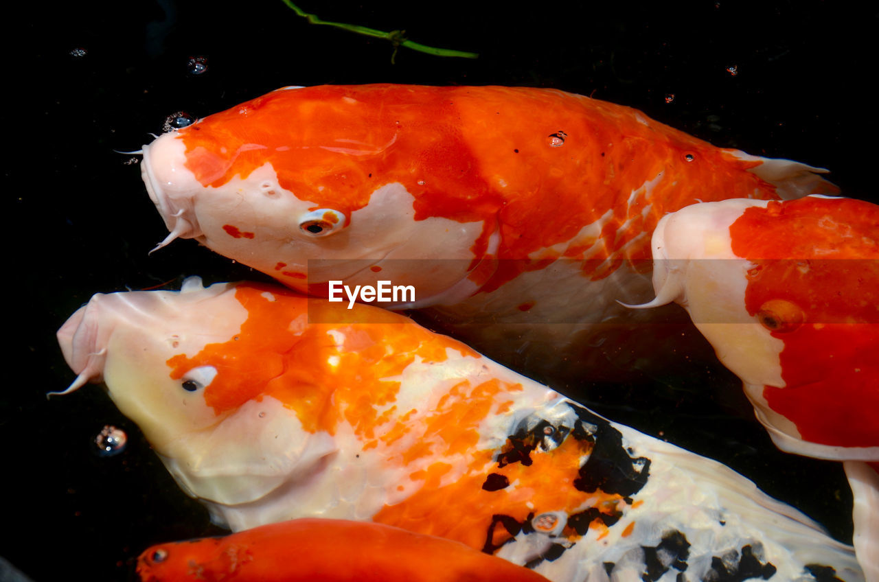 CLOSE-UP OF FISH SWIMMING