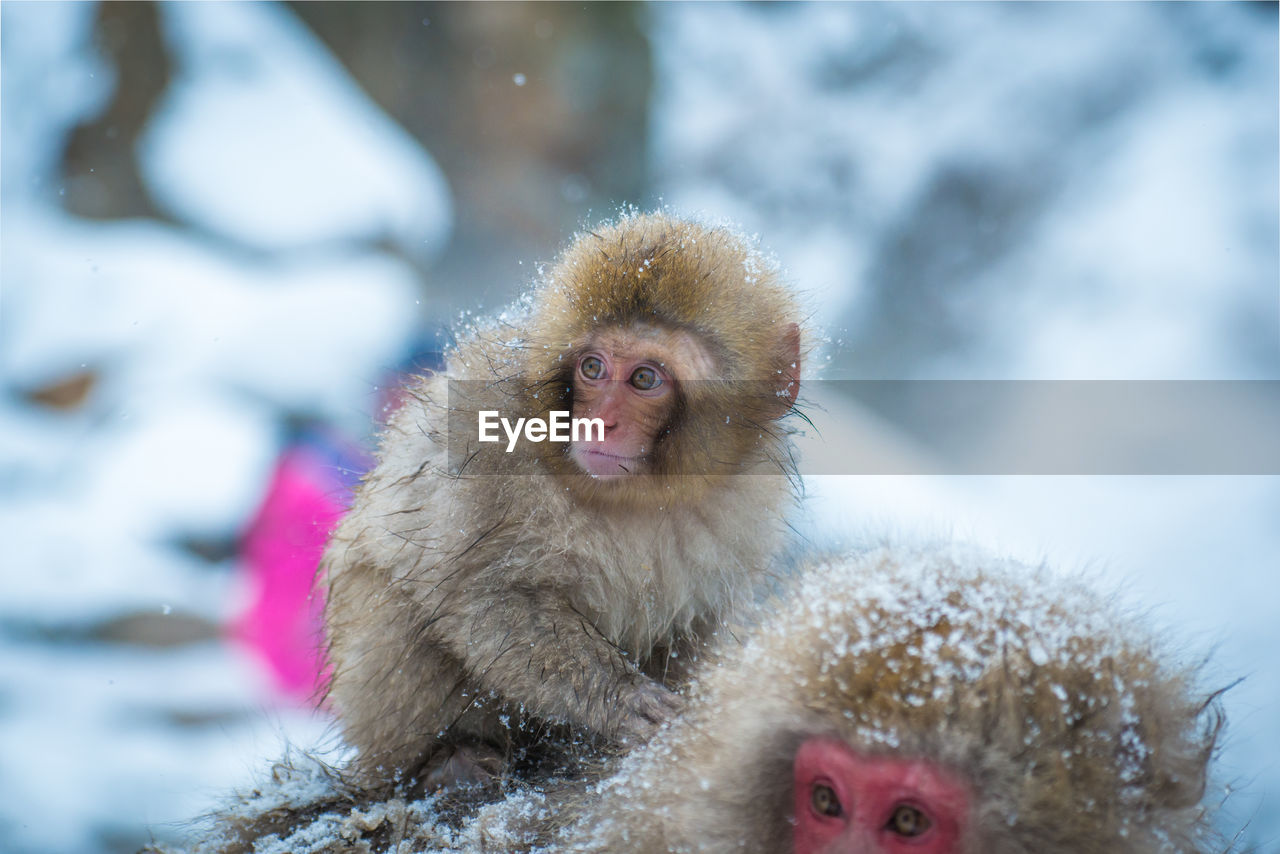 Snow monkey in a hot spring, nagano, japan.