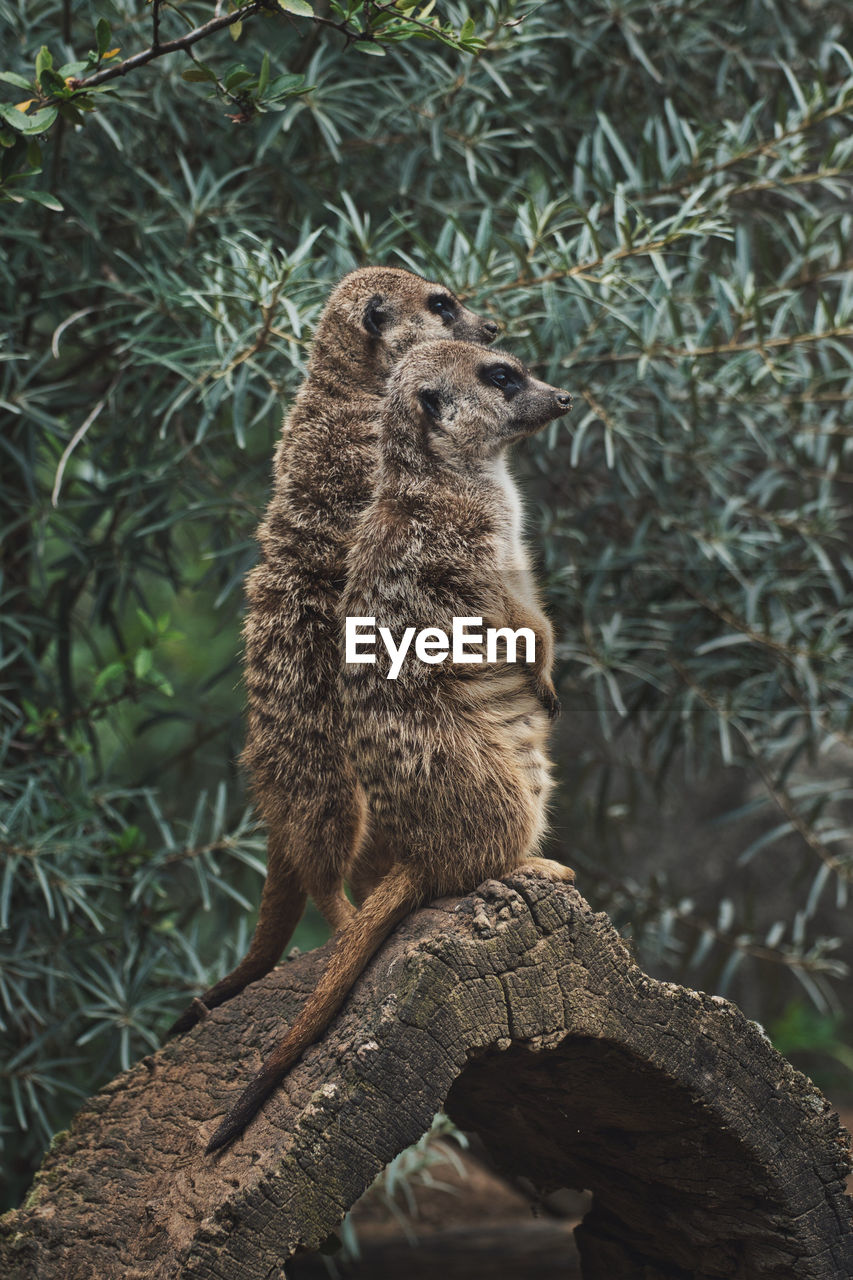 Vertical shot of two adorable meerkats on a branch in a zoo