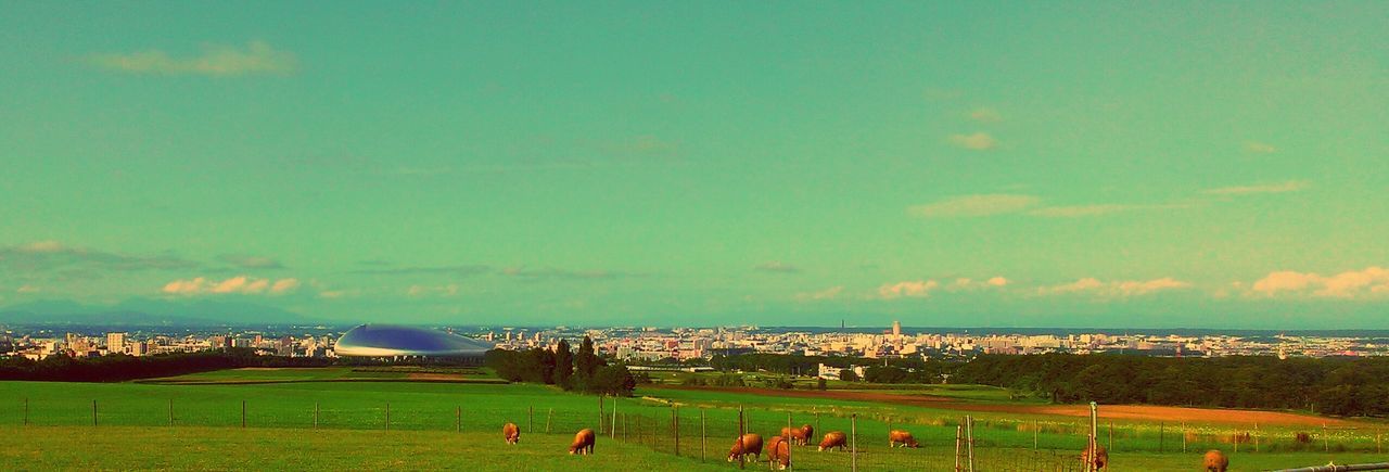 Cows in pasture