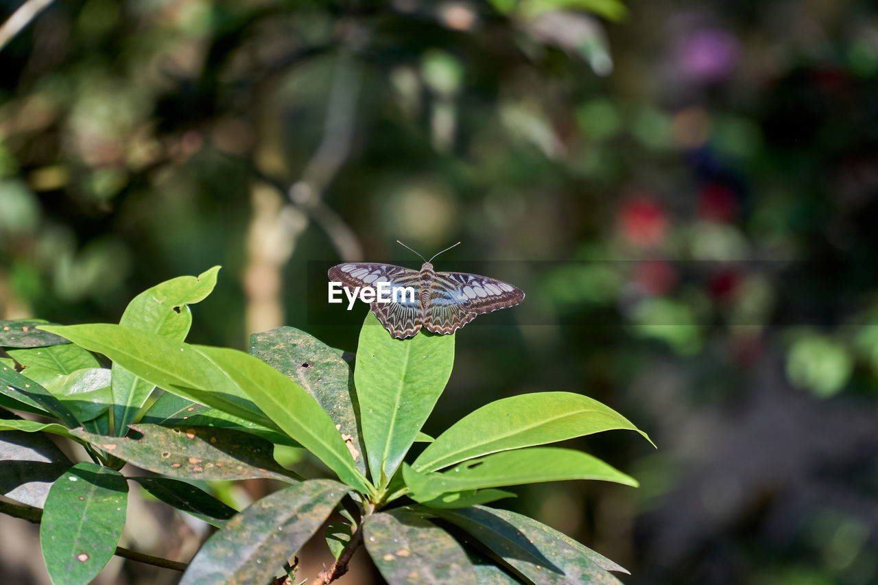 BUTTERFLY POLLINATING FLOWER