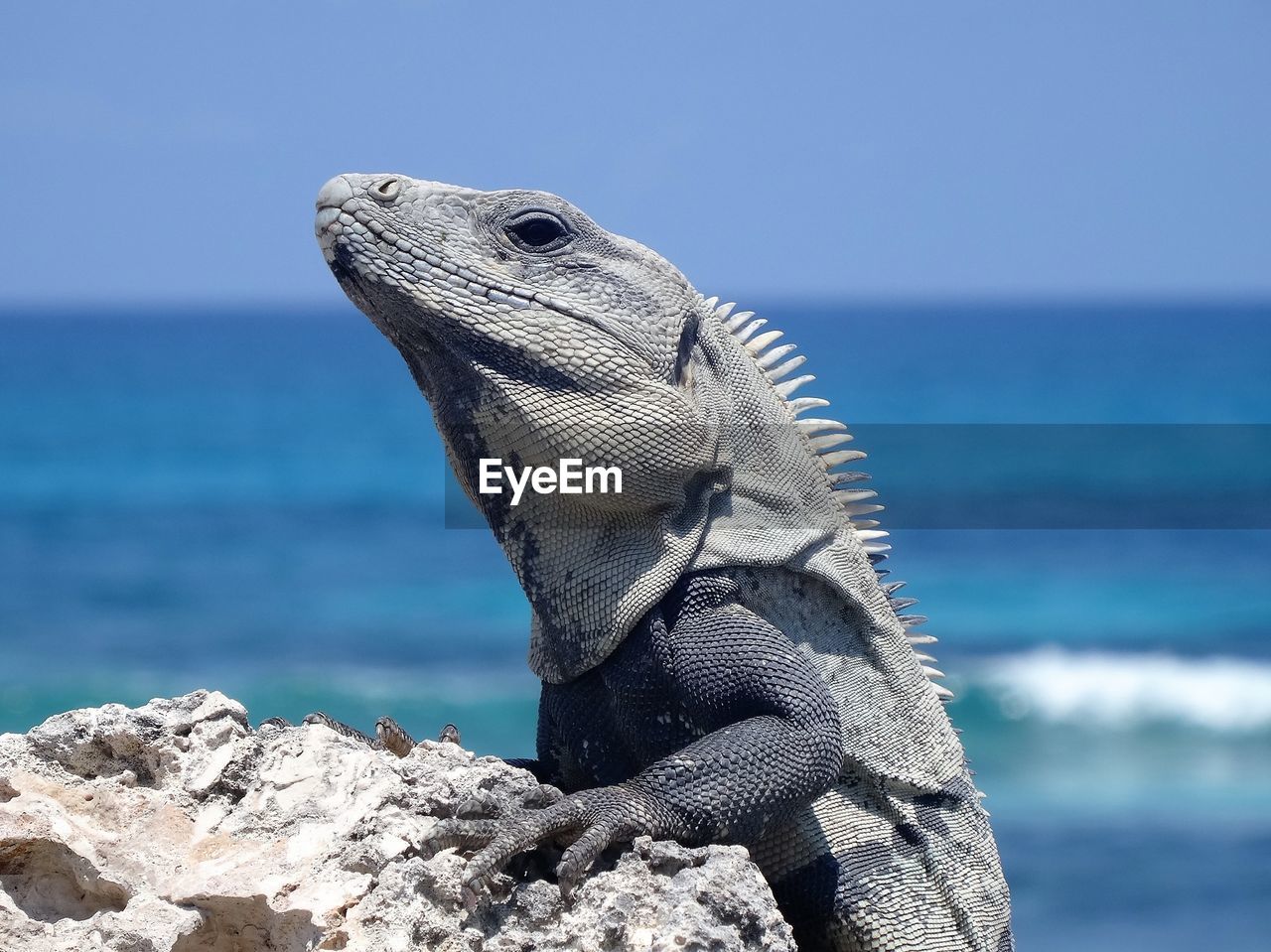Close-up of marine iguana on rock against sea