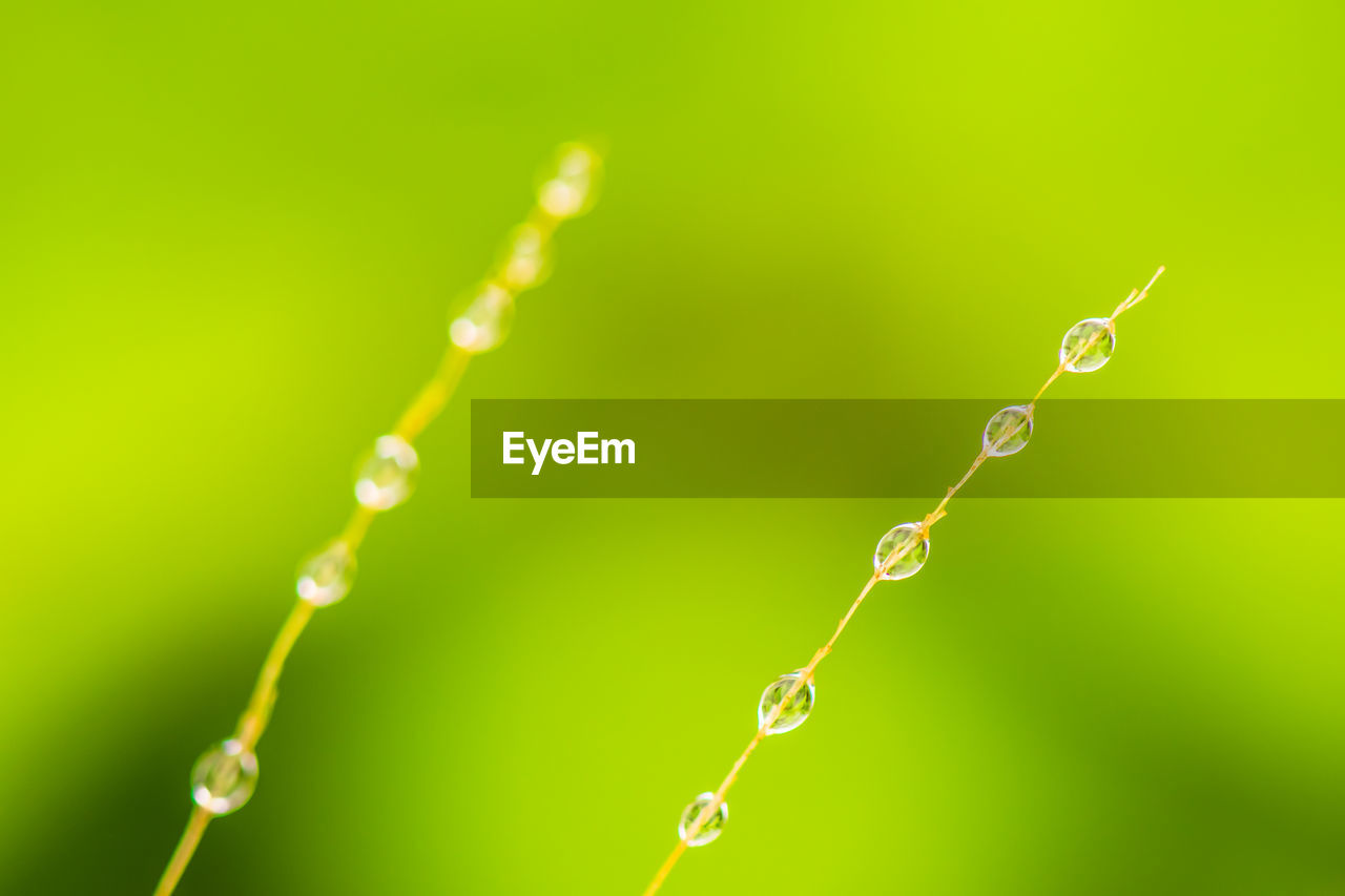 CLOSE-UP OF WATER DROPS ON STEM