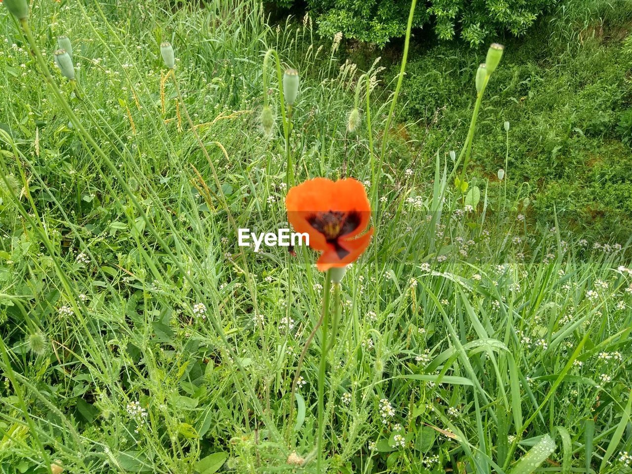 CLOSE-UP OF RED POPPY IN FIELD