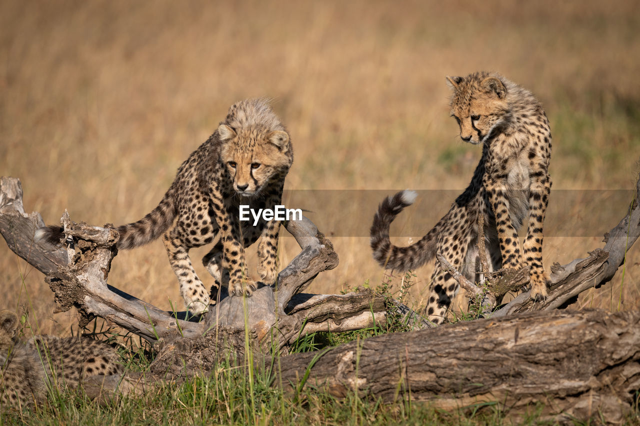 Cheetahs on field in forest