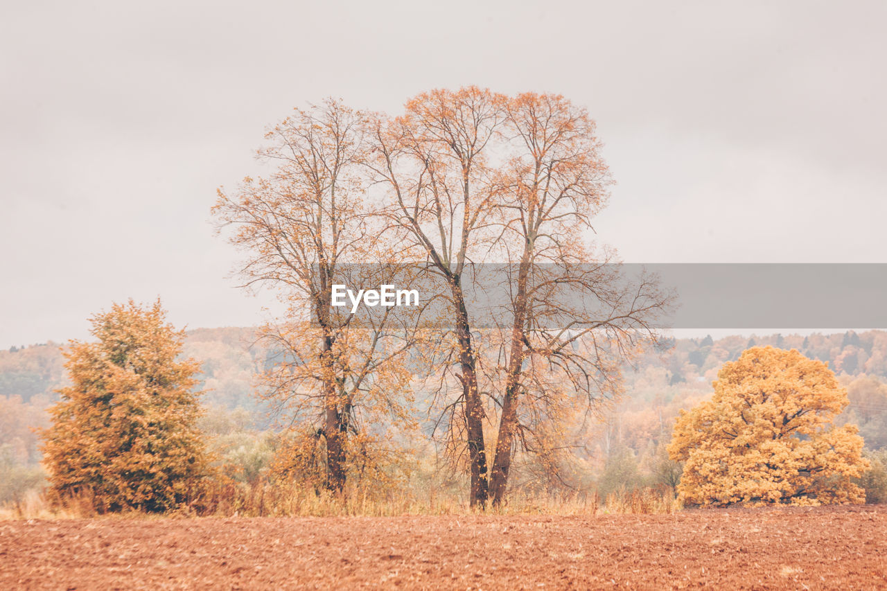 Trees on field against sky during autumn