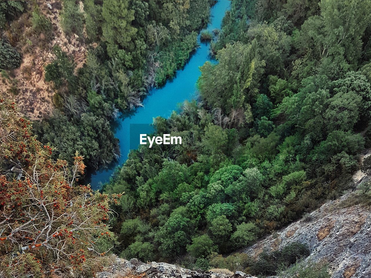 HIGH ANGLE VIEW OF TREES ON MOUNTAIN