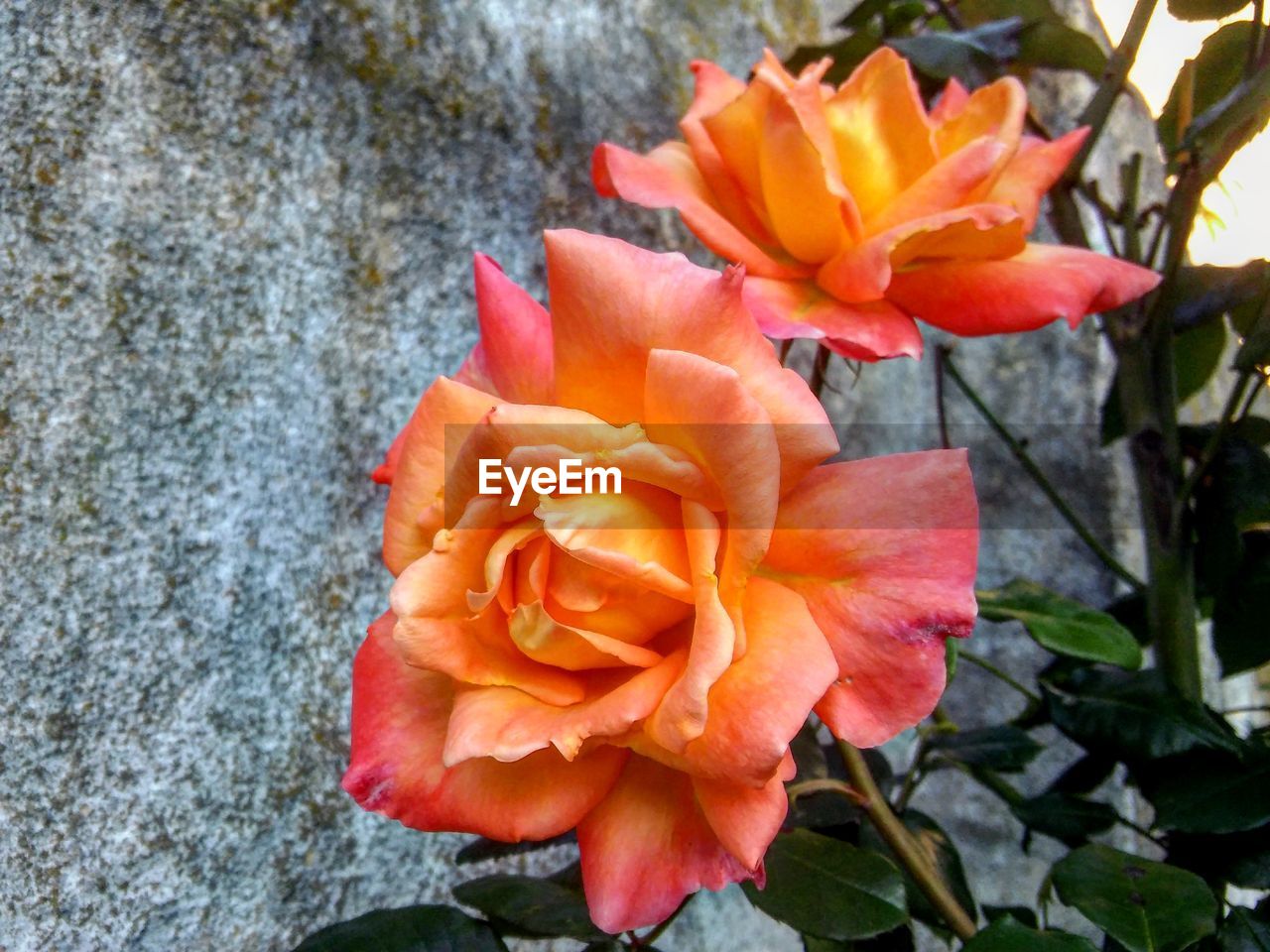 CLOSE-UP OF ROSE BLOOMING OUTDOORS