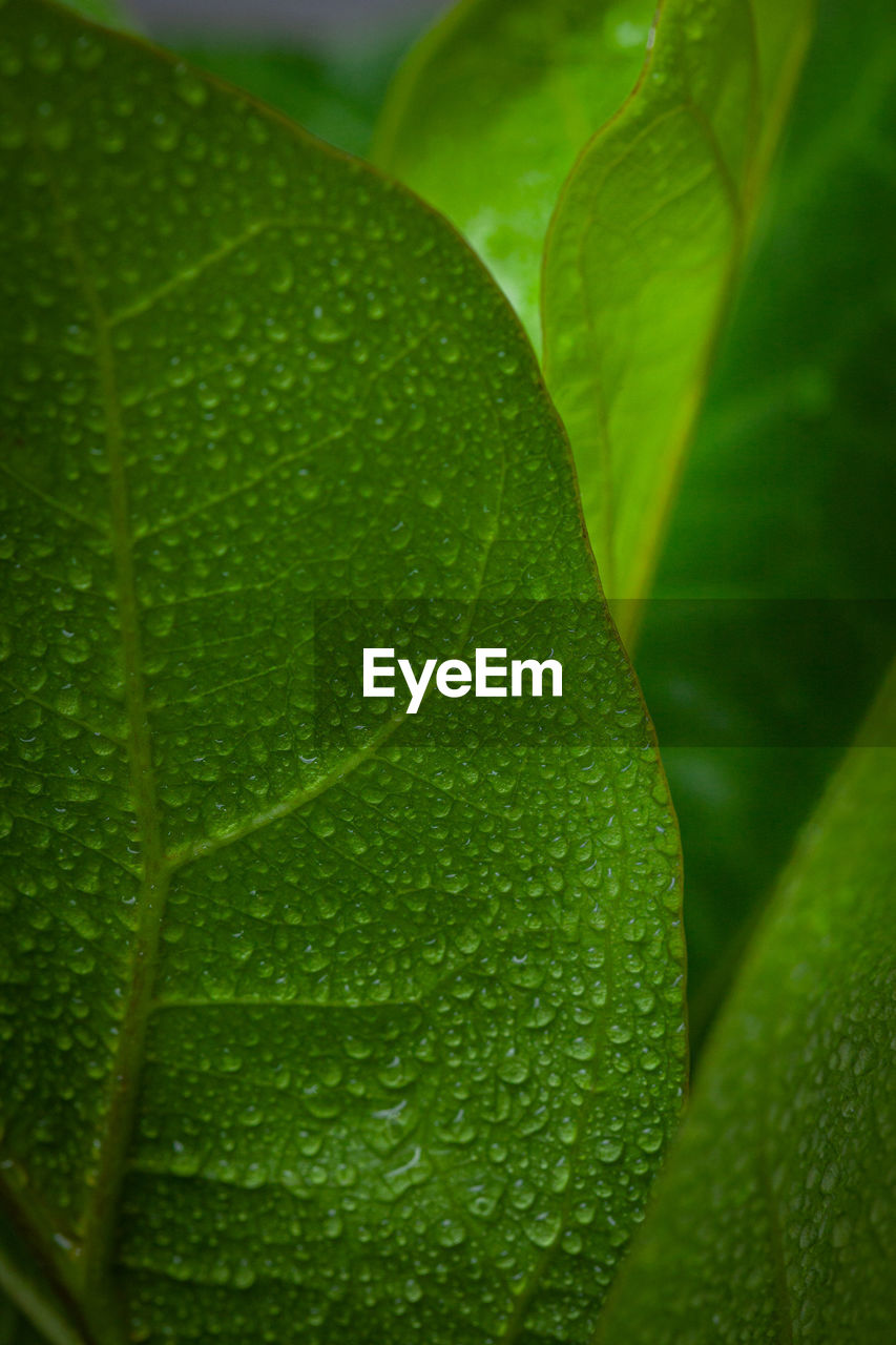 green, leaf, plant part, close-up, freshness, plant, macro photography, food and drink, food, nature, no people, drop, healthy eating, water, flower, growth, wellbeing, wet, extreme close-up, fruit, leaf vein, yellow, beauty in nature, backgrounds, citrus, full frame, macro, outdoors, organic, vegetable