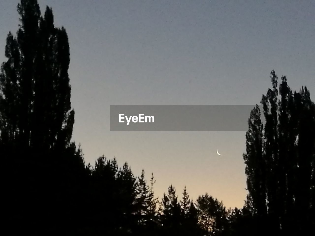LOW ANGLE VIEW OF SILHOUETTE TREES AGAINST CLEAR SKY AT DUSK