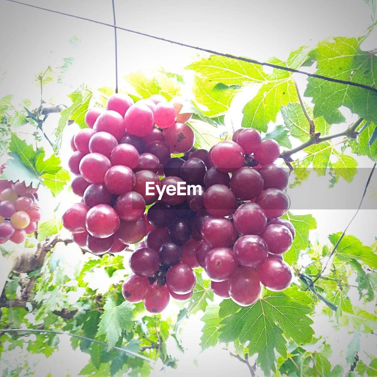 CLOSE-UP OF GRAPES HANGING ON TREE