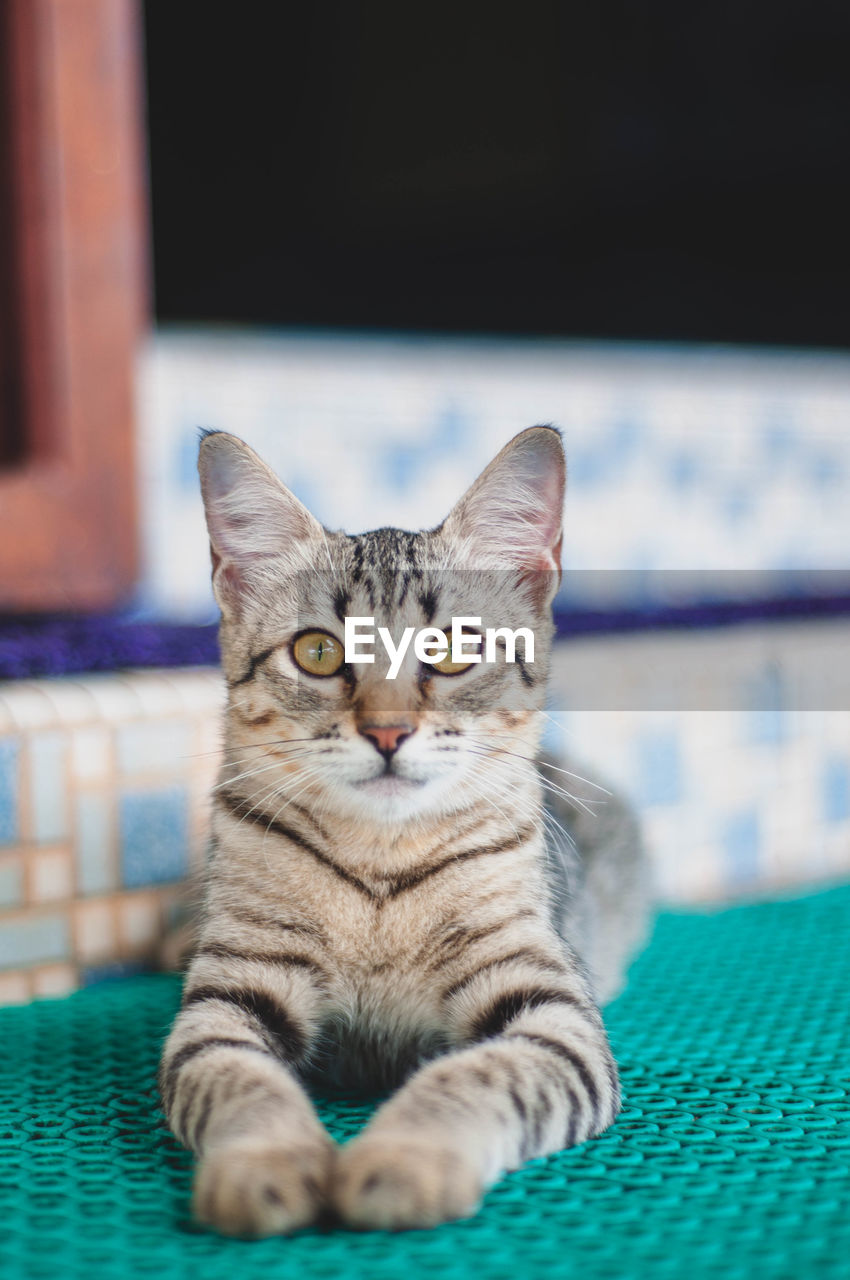 CLOSE-UP PORTRAIT OF CAT SITTING ON FLOOR