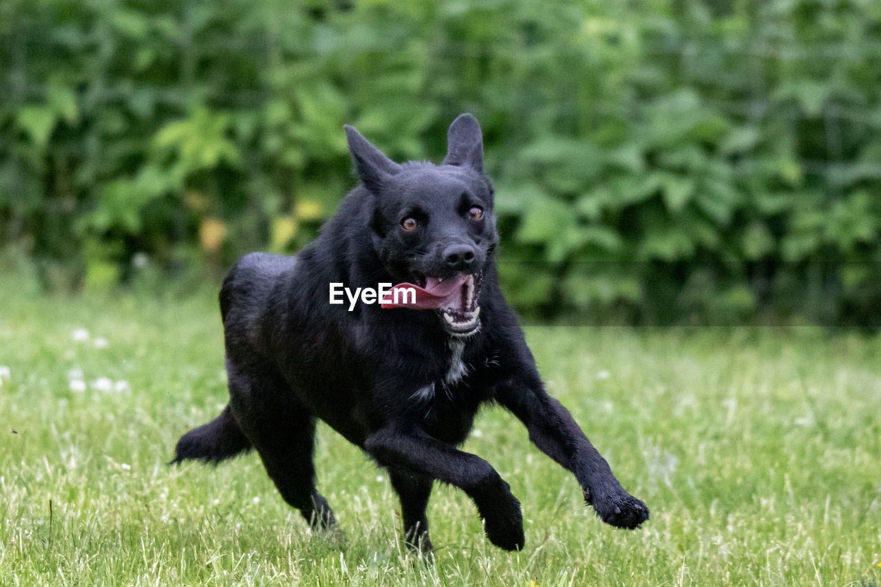 BLACK DOG LYING ON FIELD