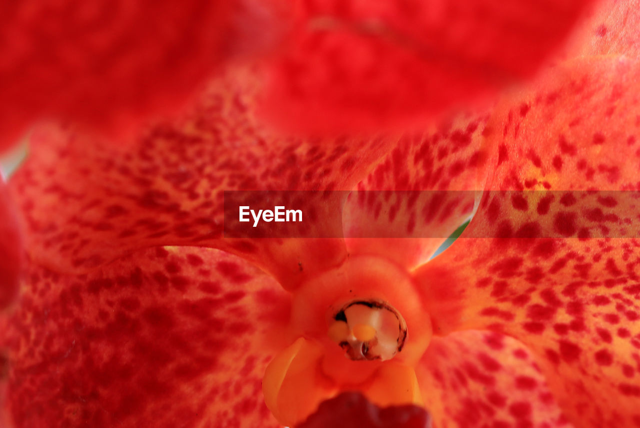 Full frame shot of red flower