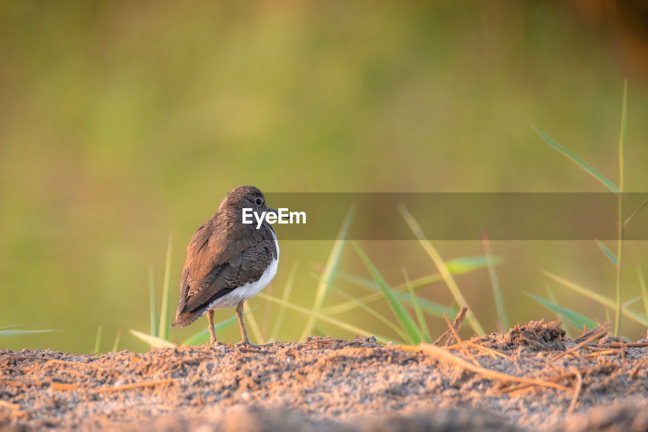 Close-up of common sandpiper perching on a field