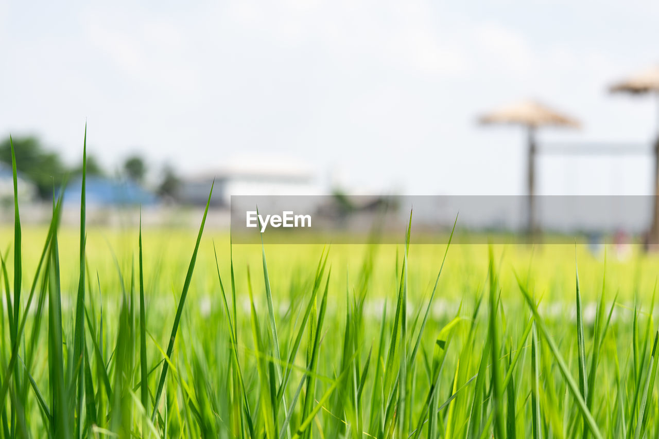 Close-up of rice plant and soft leaves focus green rice fields