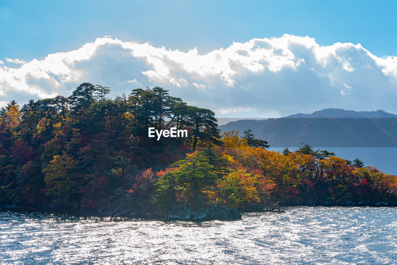 TREES BY MOUNTAINS AGAINST SKY