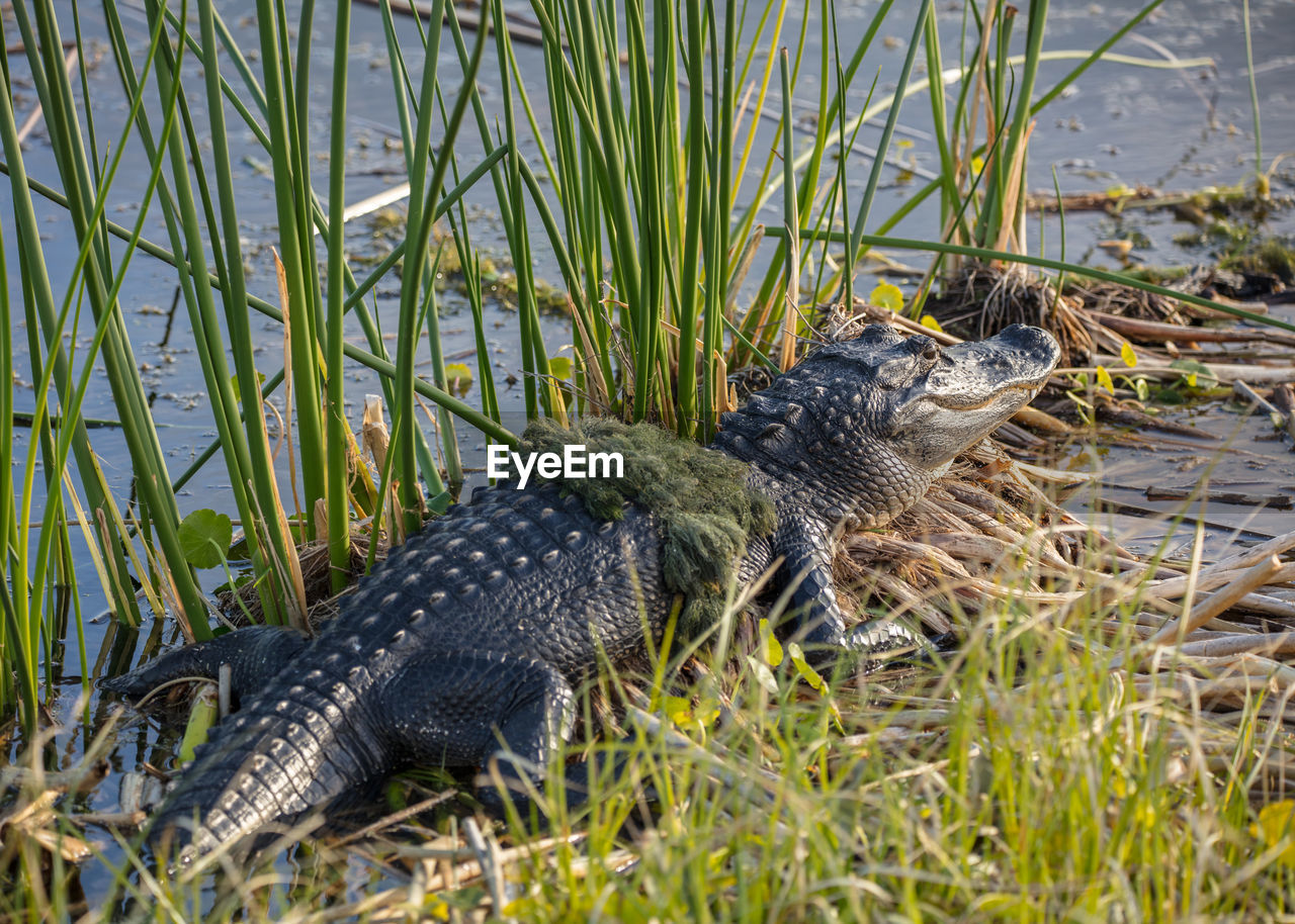 Alligator suns himself with a piec of moss across his back in the wetlands