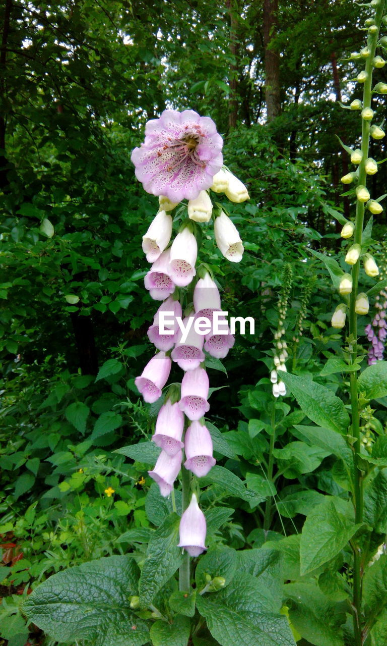 Close-up of pink flowers