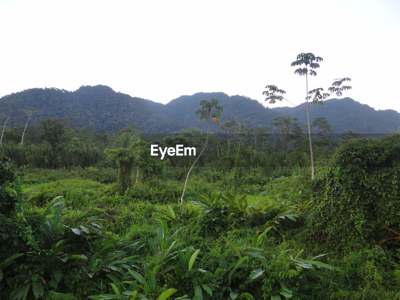 SCENIC VIEW OF LAND AGAINST SKY