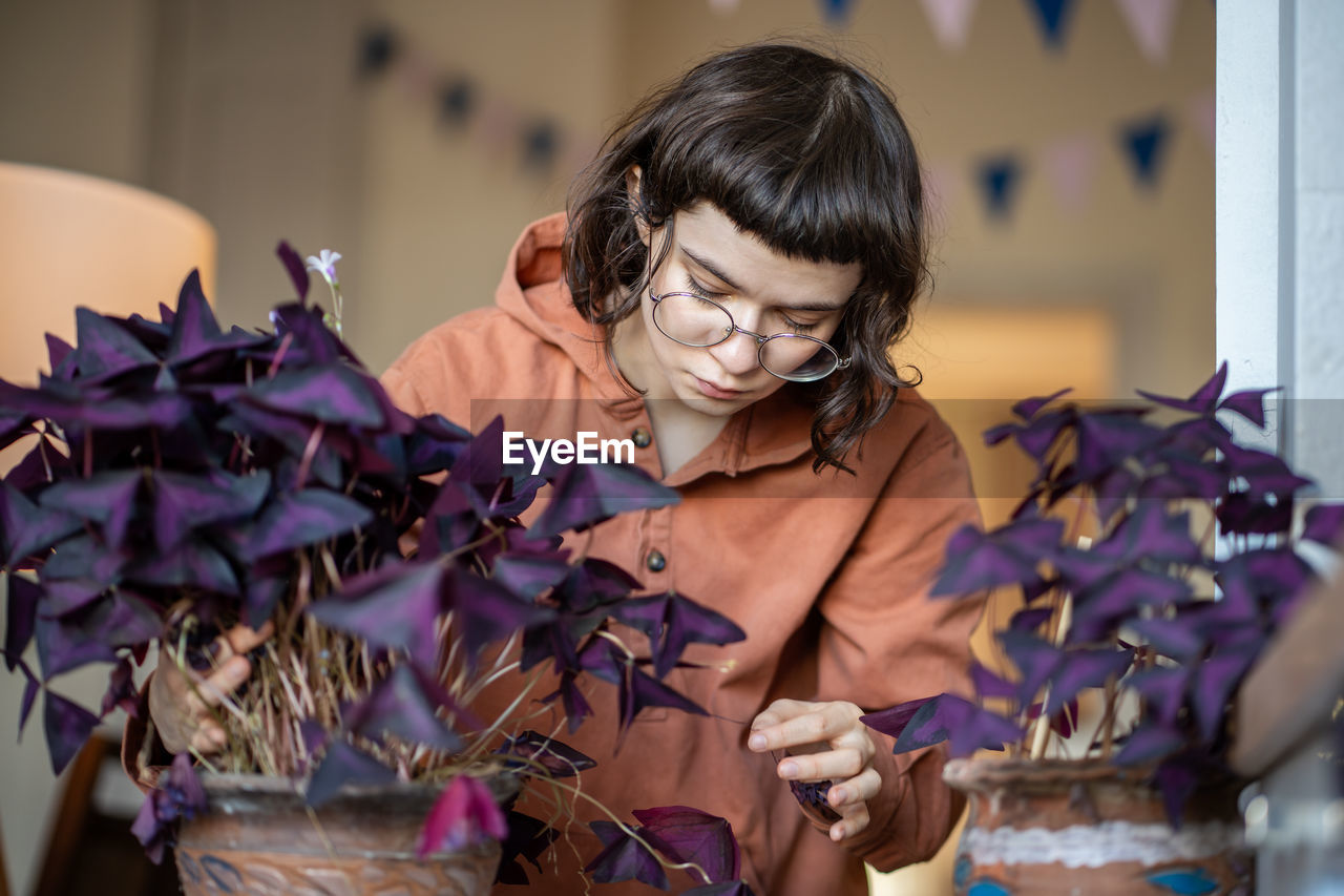 Girl removing dry purple leaves of oxalis plants at home with dry air from heating.