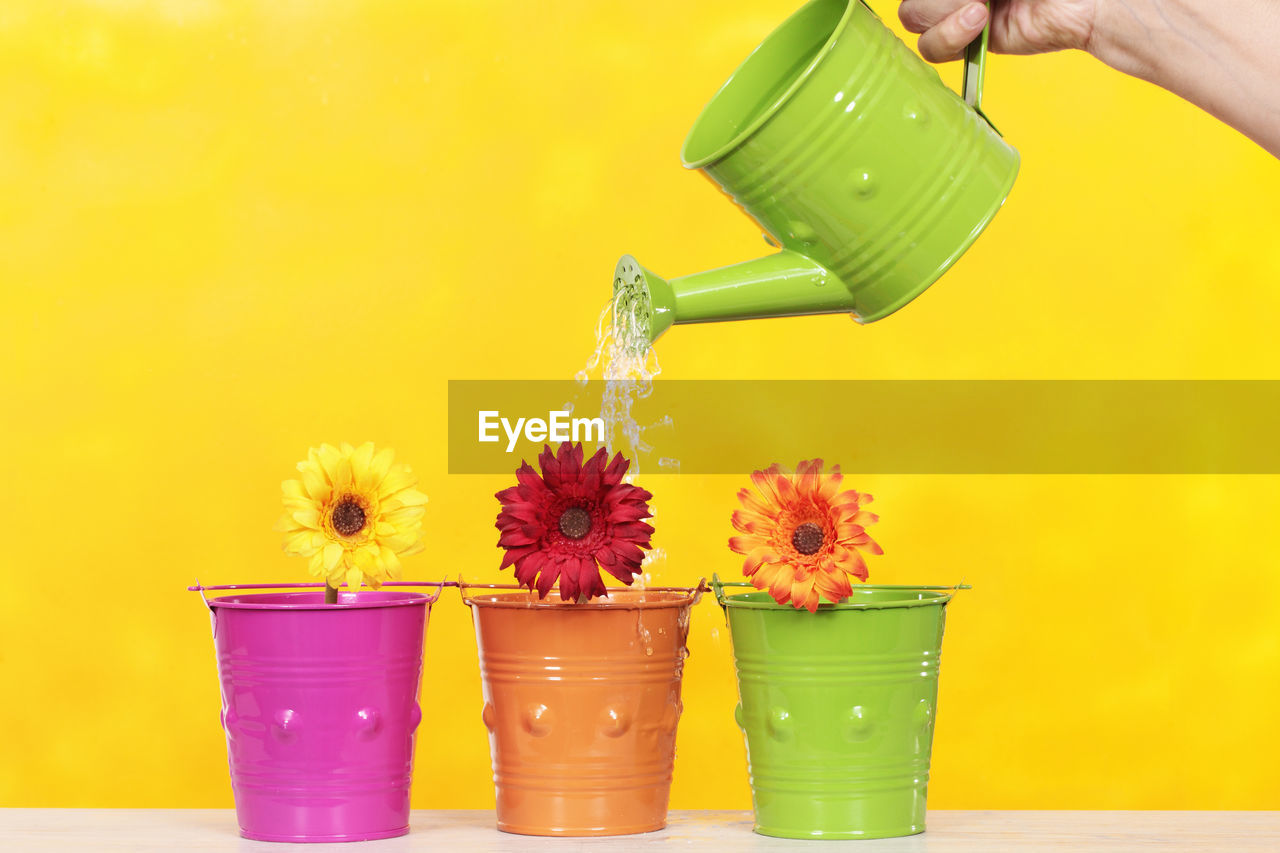 Cropped image of hand watering flowers in buckets against yellow background