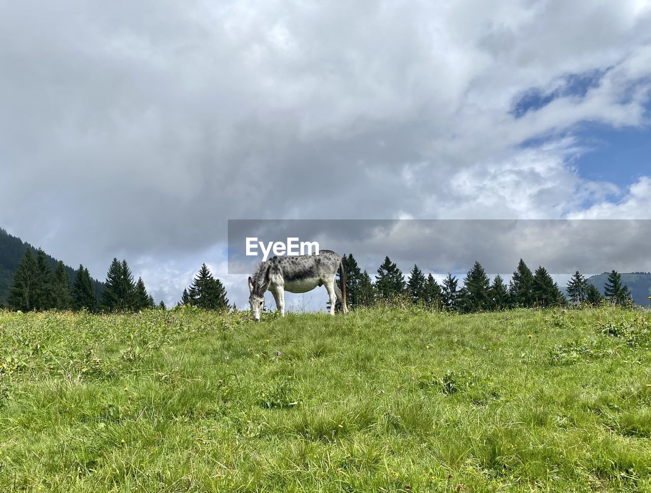 Panoramic view of a field with donkey against sky