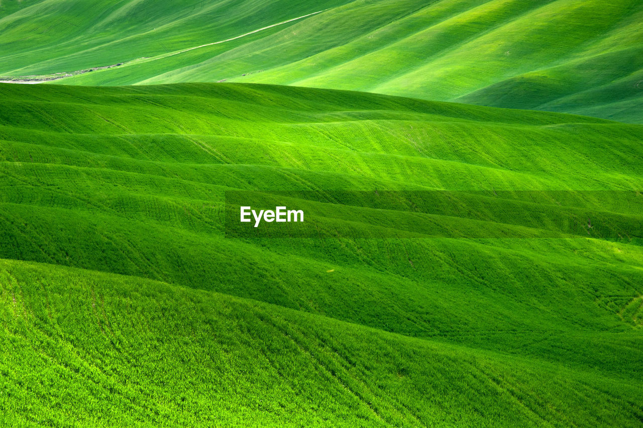 Full frame shot of green leaves