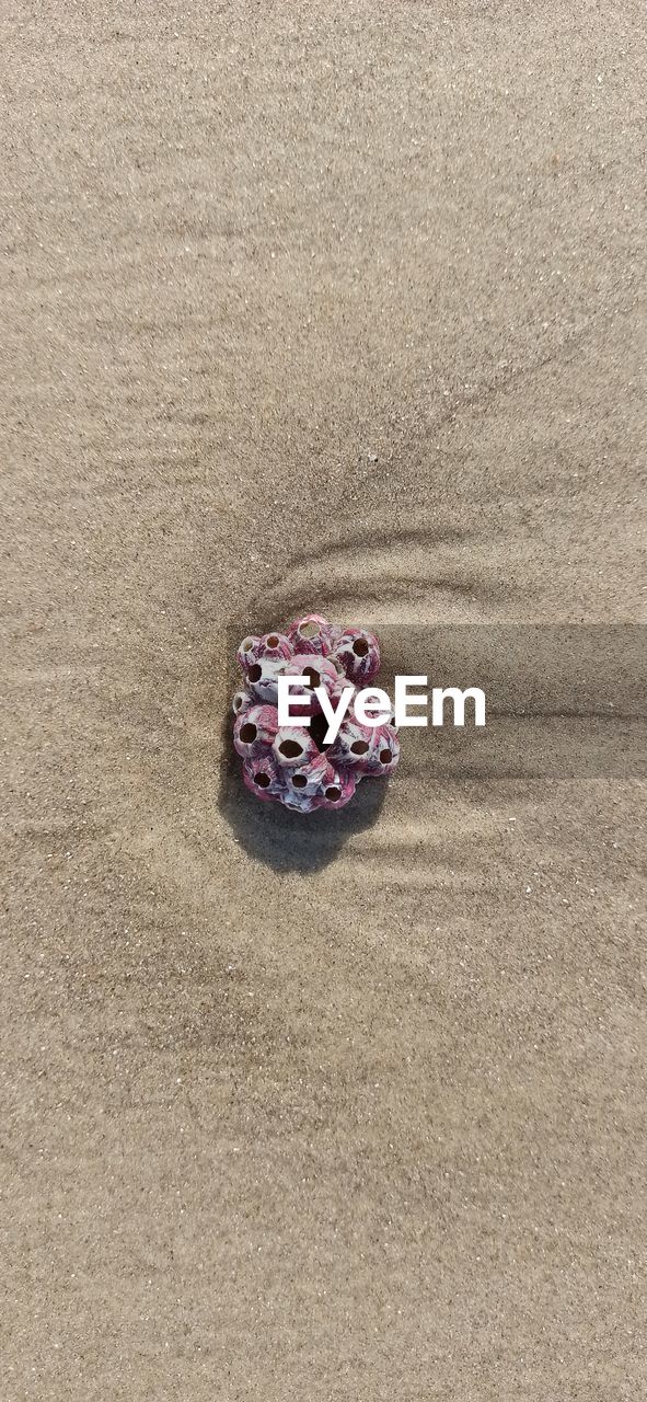 HIGH ANGLE VIEW OF SHELLS ON SHORE