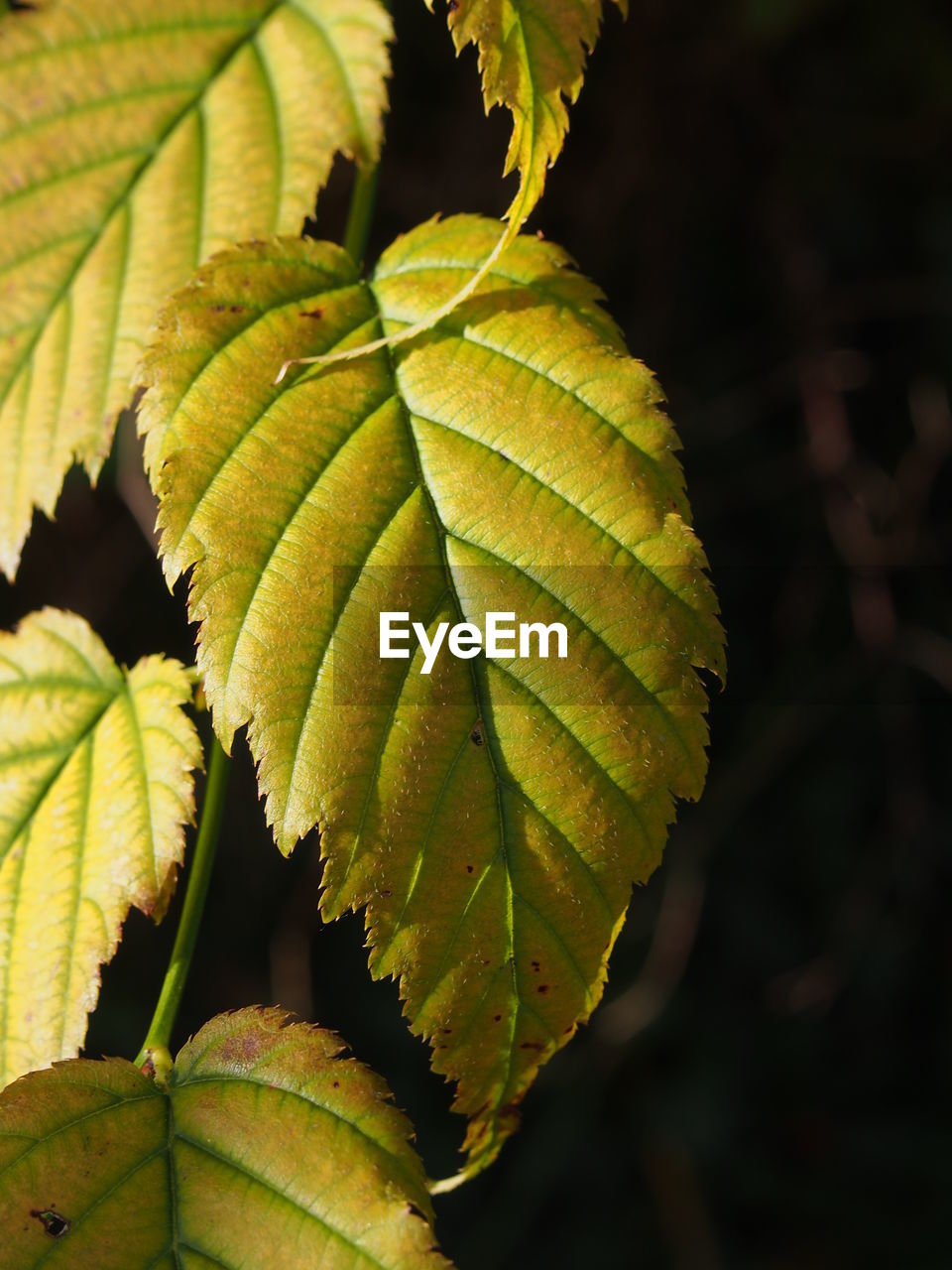 CLOSE-UP OF GREEN LEAVES