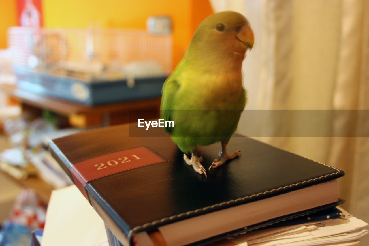 CLOSE-UP OF BIRD PERCHING ON TABLE