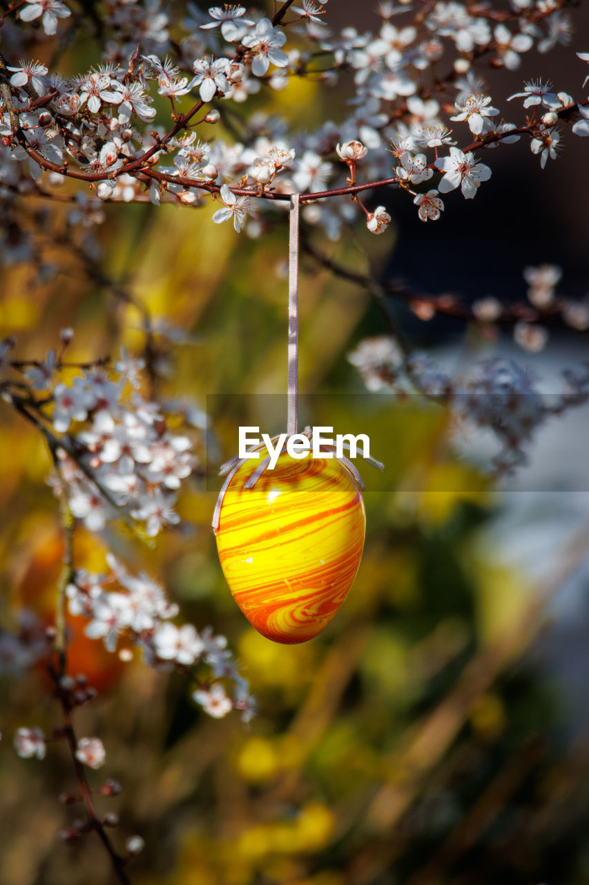 A colorful easter egg hangs on a flowering shrub in the garden