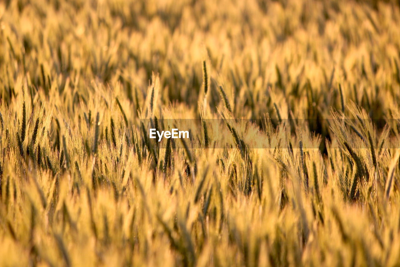 Full frame shot of wheat field