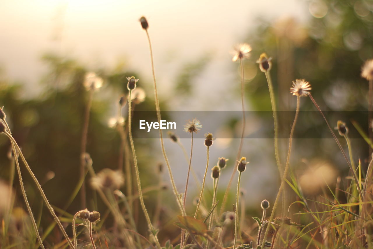 Close-up of flowering plants on field