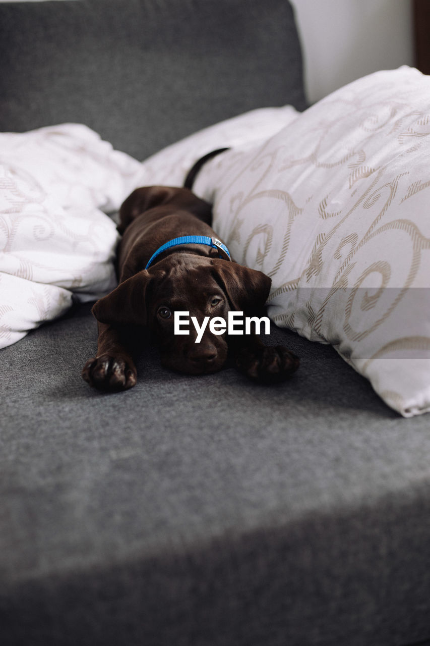 PORTRAIT OF DOG RESTING ON BED